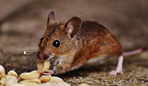 24 Hour & Emergency Exterminators in Salina, KS